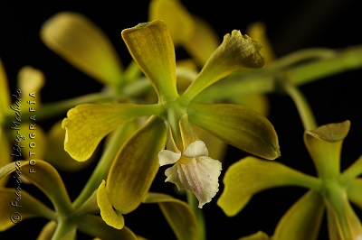 Encyclia parkeri