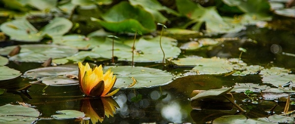 Los negocios verdes y la biodiversidad colombiana