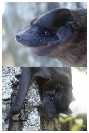 Nuevo registro de murci&eacute;lago y descripci&oacute;n de planta