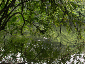 Guardianes del Bosque Seco Tropical