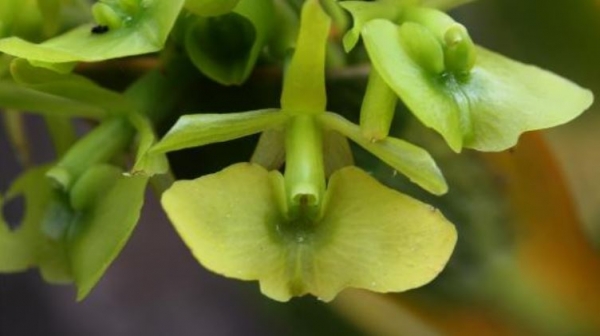 Nueva especie de orqu&iacute;dea encuentran investigadores de Univalle y CVC