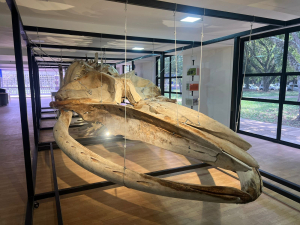 &iexcl;Descubre el Esqueleto de la Ballena Jorobada!