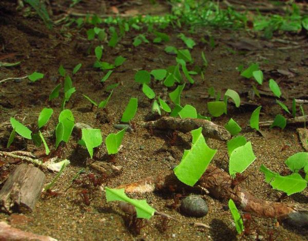 Taller sobre Hormiga Arriera y Caracol Gigante Africano