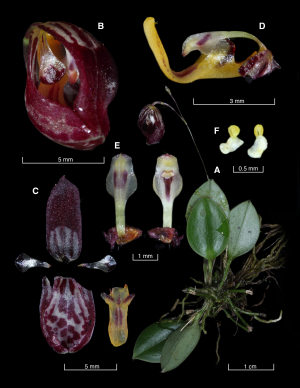 Ophidion erectilabrum, nueva especie de orqu&iacute;dea