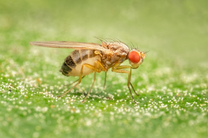 Las patas que no deber&iacute;an estar all&iacute;