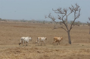 Este ser&aacute; el Plan de Contingencia para temporada seca