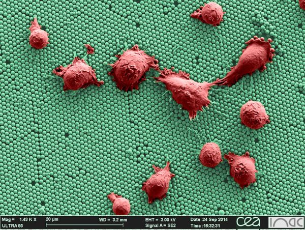 Cient&iacute;ficos de Francia y Am&eacute;rica Latina trabajar&aacute;n de la mano en temas Nano