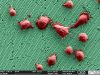 Cient&iacute;ficos de Francia y Am&eacute;rica Latina trabajar&aacute;n de la mano en temas Nano