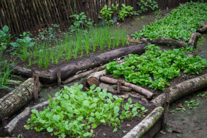 Soluciones basadas en semillas ancestrales