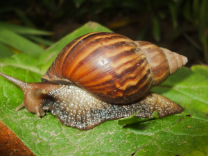 A la caza del caracol: la primera patente regional de Univalle