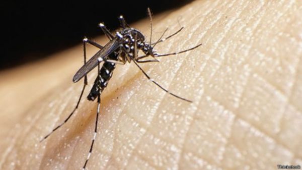Dicen investigadores : El Zika solo se controla con cambios sociales