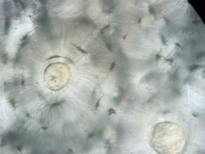 Investigadores desarrollan nuevos materiales biol&oacute;gicos