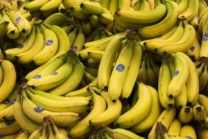 El Valle no est&aacute; en riesgo inmediato por hongo que afecta cultivos de banano