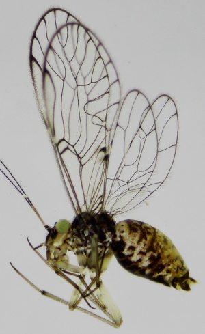 Descubren insecto y lo "bautizan" Univalle