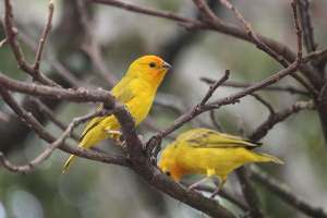 Este es el Sicalis flaveola, el ave que todos confunden con un canario