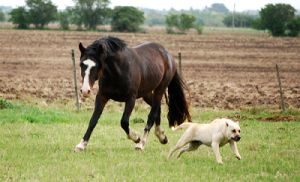 Universidad dise&ntilde;ar&aacute; el Coso Municipal