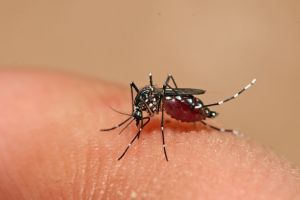 Cambio clim&aacute;tico afecta vulnerabilidad ante el dengue