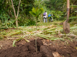 Negocios verdes, oportunidades para Cali