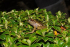 Encuentran dos nuevas especies de ranas en los Farallones de Cali