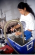 Especie de murci&eacute;lago, nombrada en honor a profesora de Univalle
