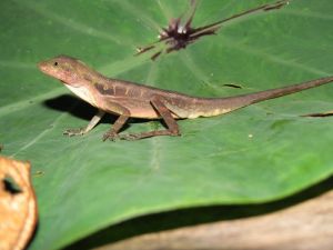 Conservamos la Biodiversidad Colombiana
