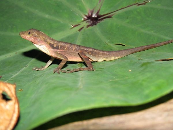 Conservamos la Biodiversidad Colombiana