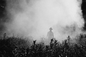 Efectos negativos del glifosato en la salud reproductiva