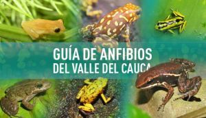 Investigadores de la Universidad del Valle crean un atlas virtual de anfibios