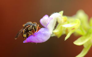 Abejas nativas sin aguij&oacute;n, las &lsquo;peque&ntilde;as hero&iacute;nas&rsquo; de la sostenibilidad ambiental