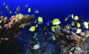 D&iacute;a Mundial de los Oc&eacute;anos