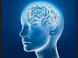 Investigan sobre la reacci&oacute;n de las neuronas ante el trauma