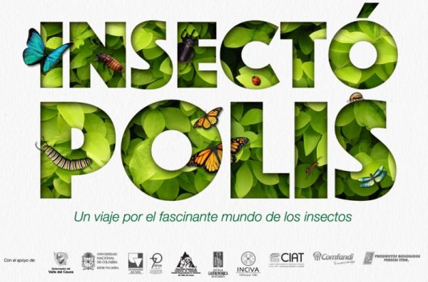 Cali se llenar&aacute; de insectos con Insect&oacute;polis