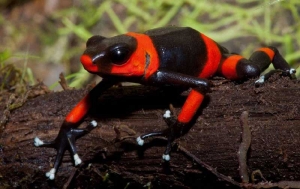 Trabajan para proteger a rana venenosa end&eacute;mica del Valle que est&aacute; amenazada