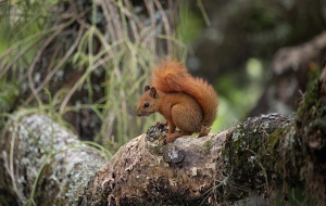 El peque&ntilde;o mundo de las ardillas de cola roja