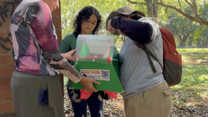 Dispositivo innovador busca reducir riesgos del caracol africano en el Valle del Cauca