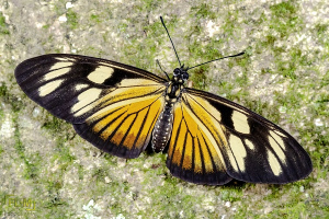 Descubriendo la Magia de Eueides vibilia