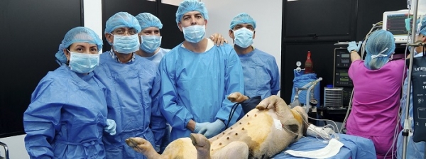 Descubren una t&eacute;cnica de trasplante sin necesidad de inmunosupresores